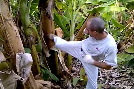 אימוני בננות שאי-הון